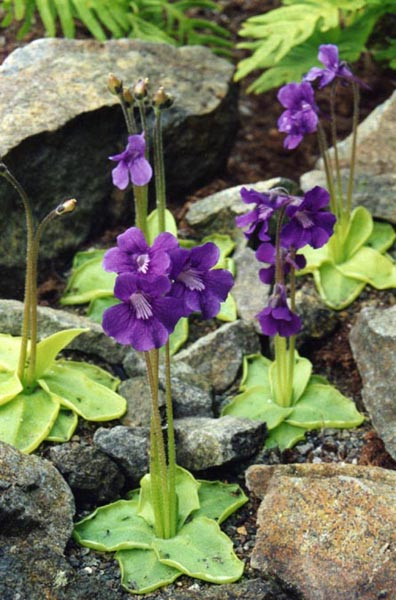 Жирянка крупноцветковая (лат. Pinguicula grandiflora)