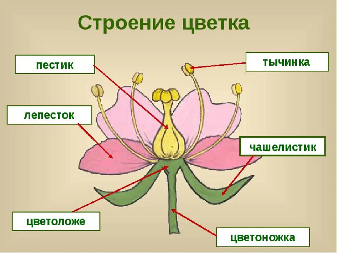 Музыка цветов.