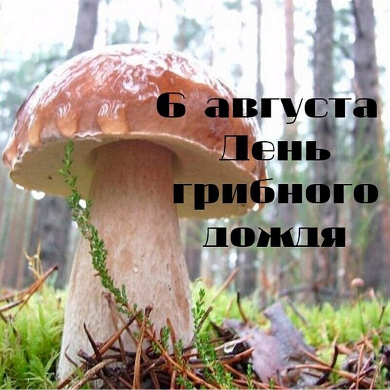 День грибного дождя