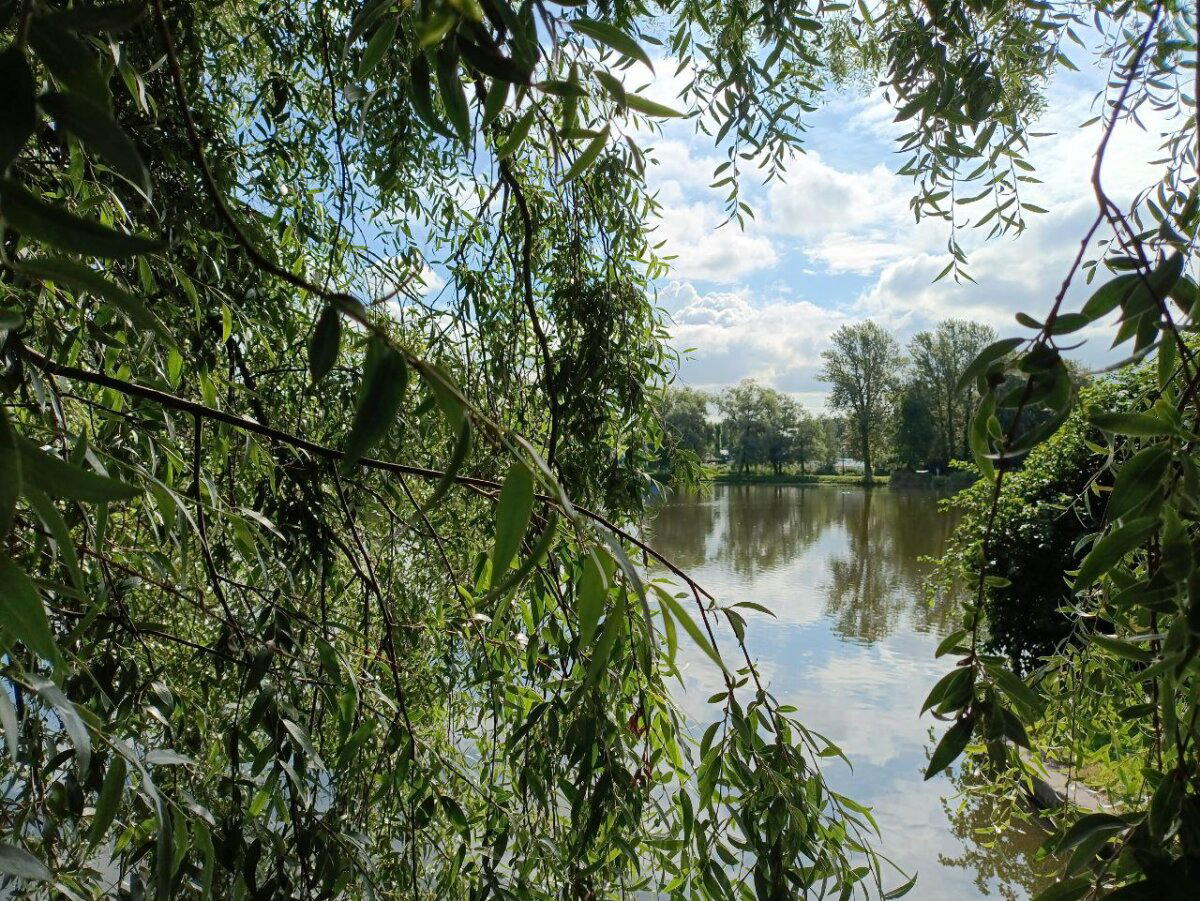 Крокодила не хватает. Фото.