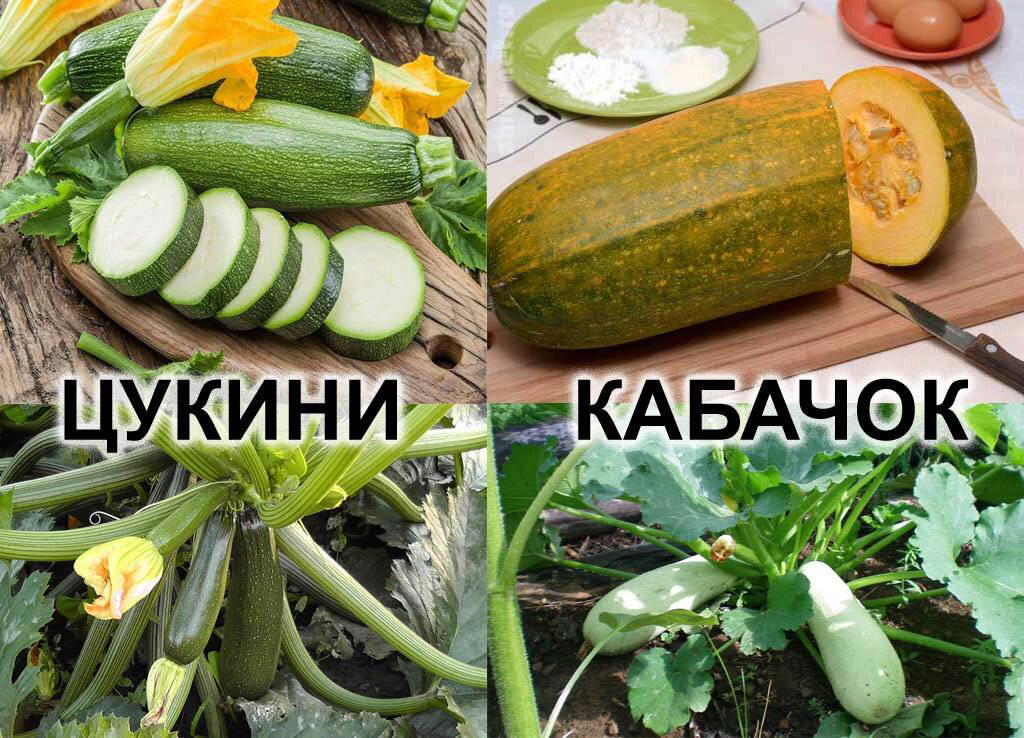 День цукини