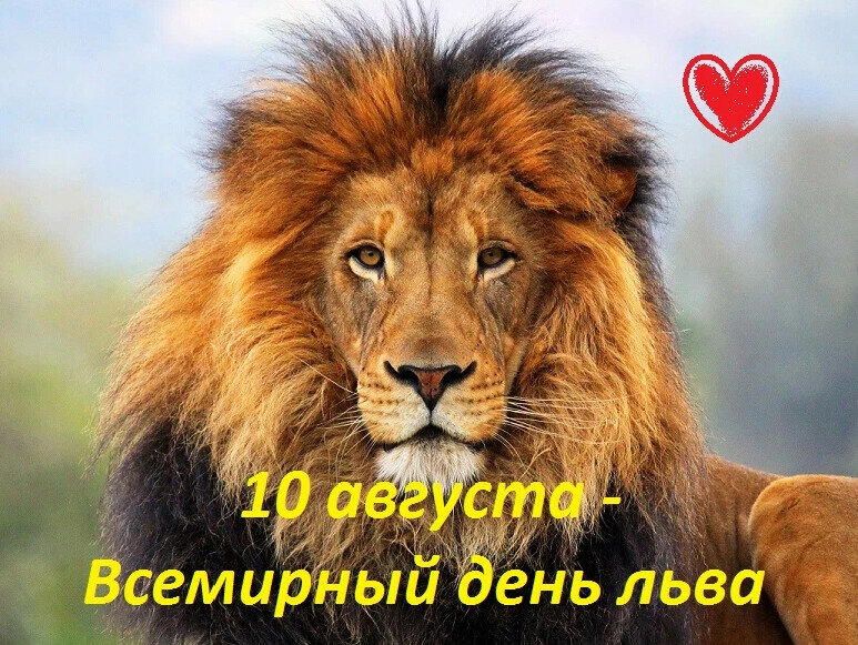 Всемирный день льва