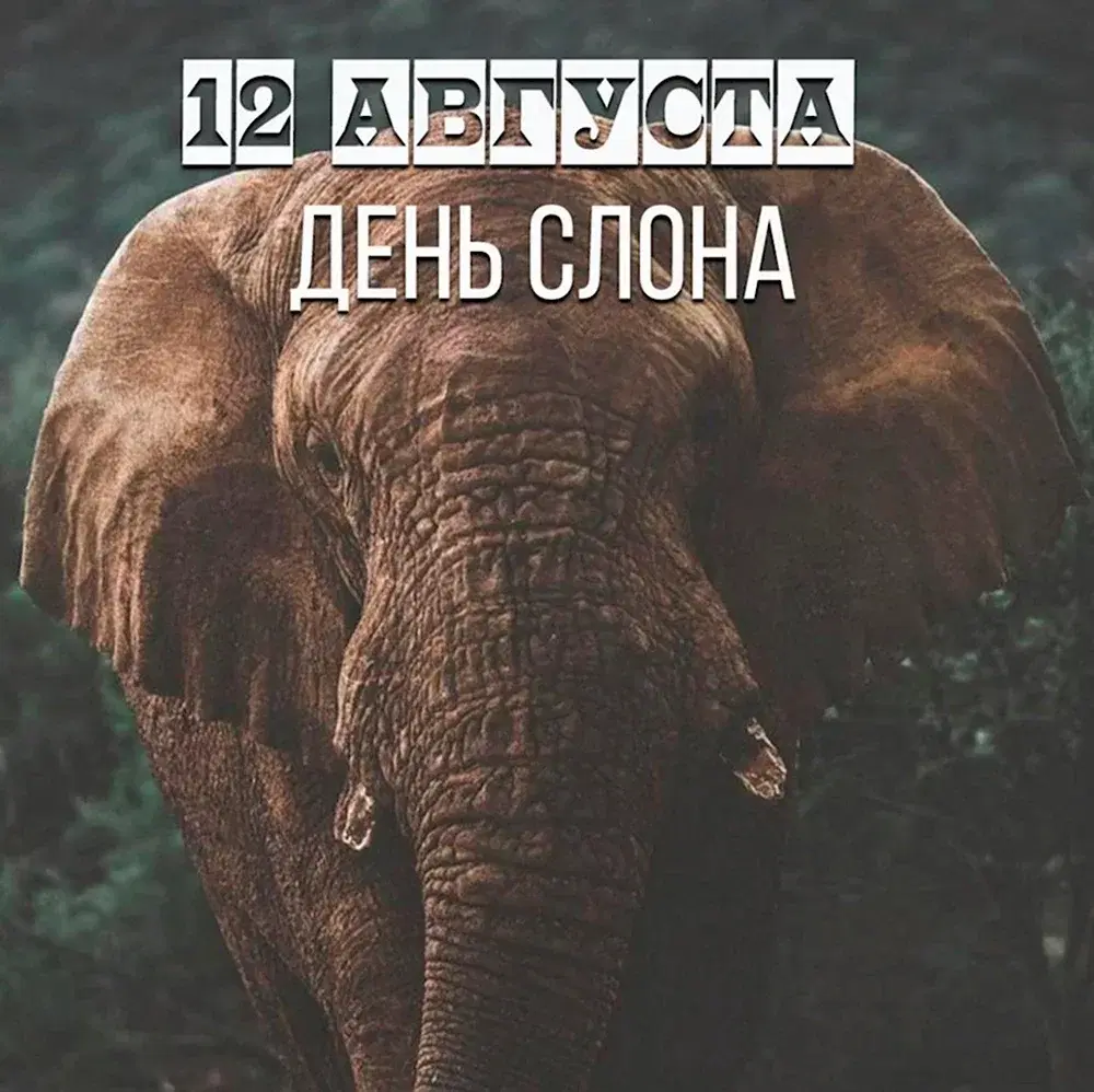 Всемирный день слонов