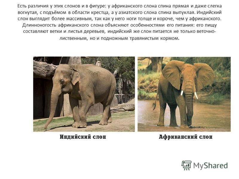 Всемирный день слонов