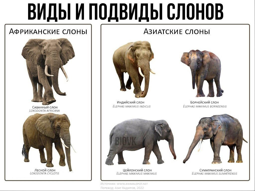 Всемирный день слонов
