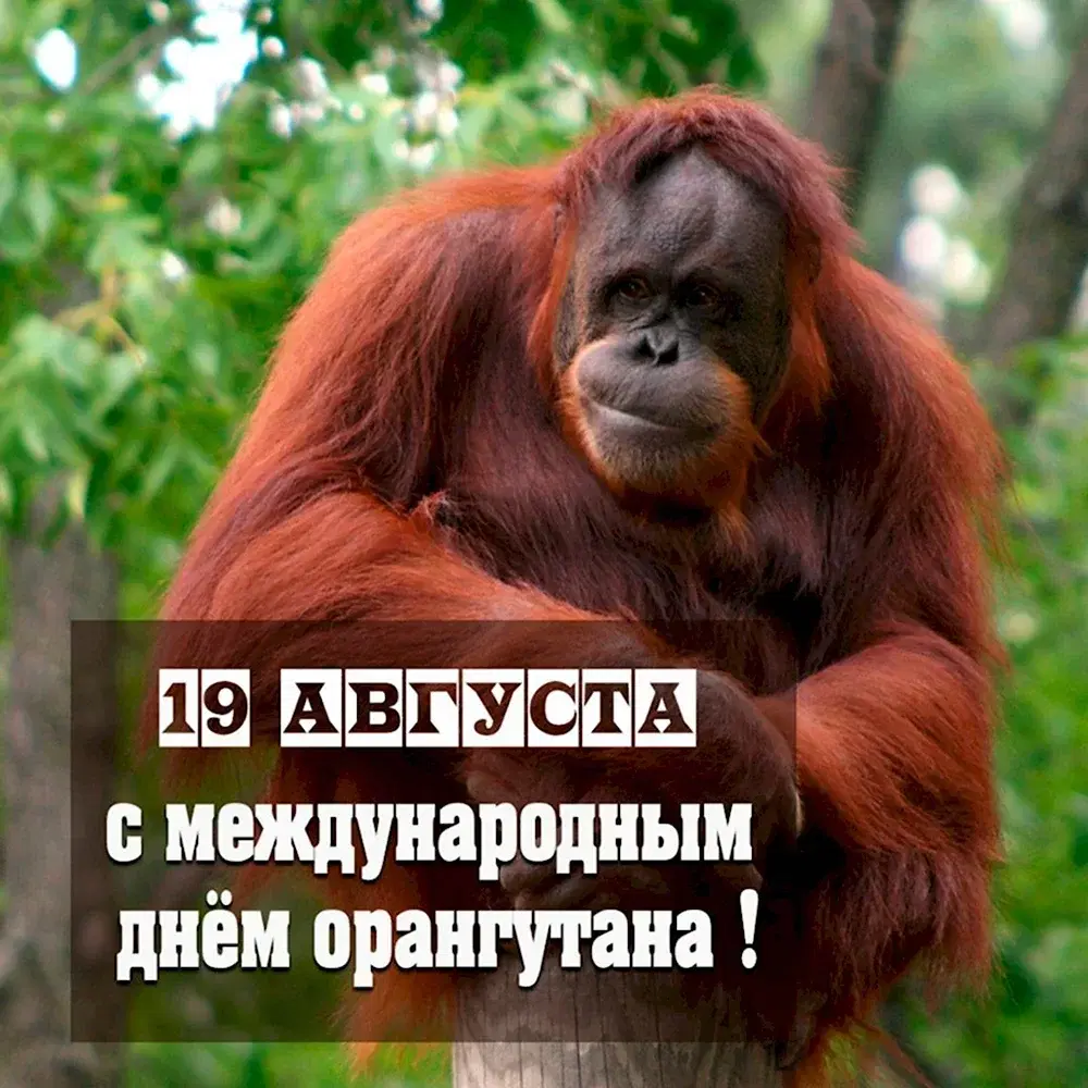 Международный день орангутана