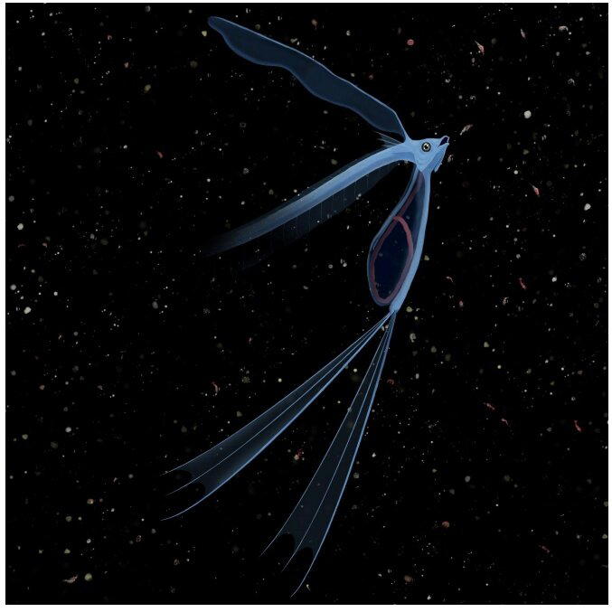 Реконструкция "Pegasus" volans