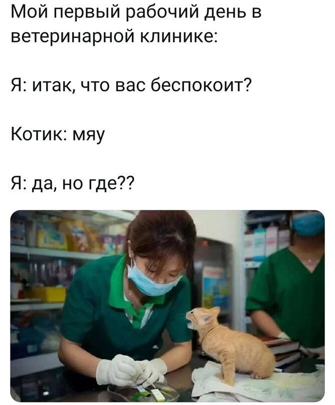 День «Отведите свою кошку к ветеринару»