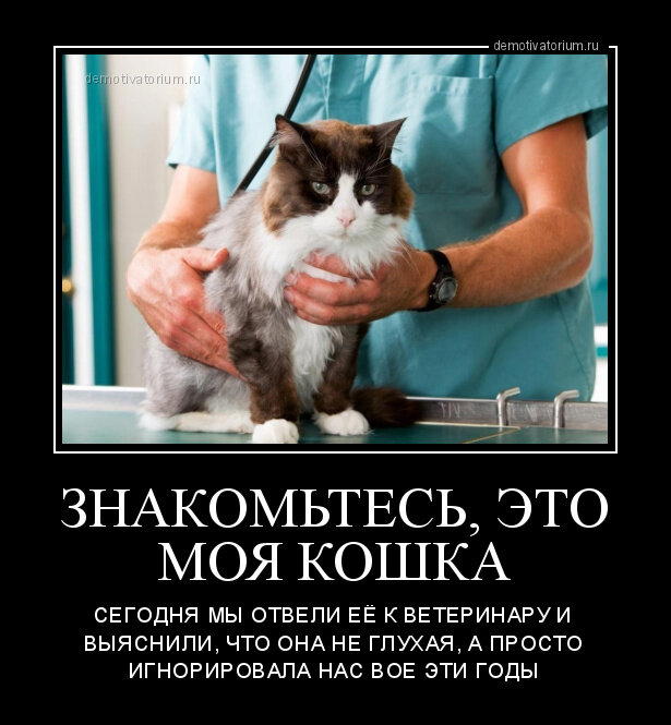 День «Отведите свою кошку к ветеринару»