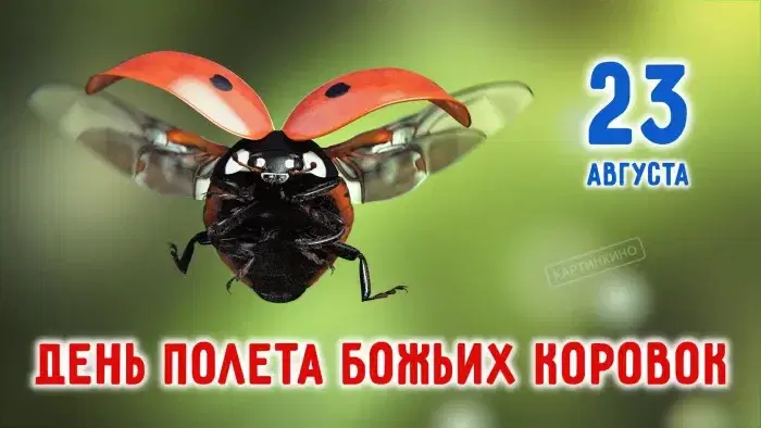 День полета божьих коровок