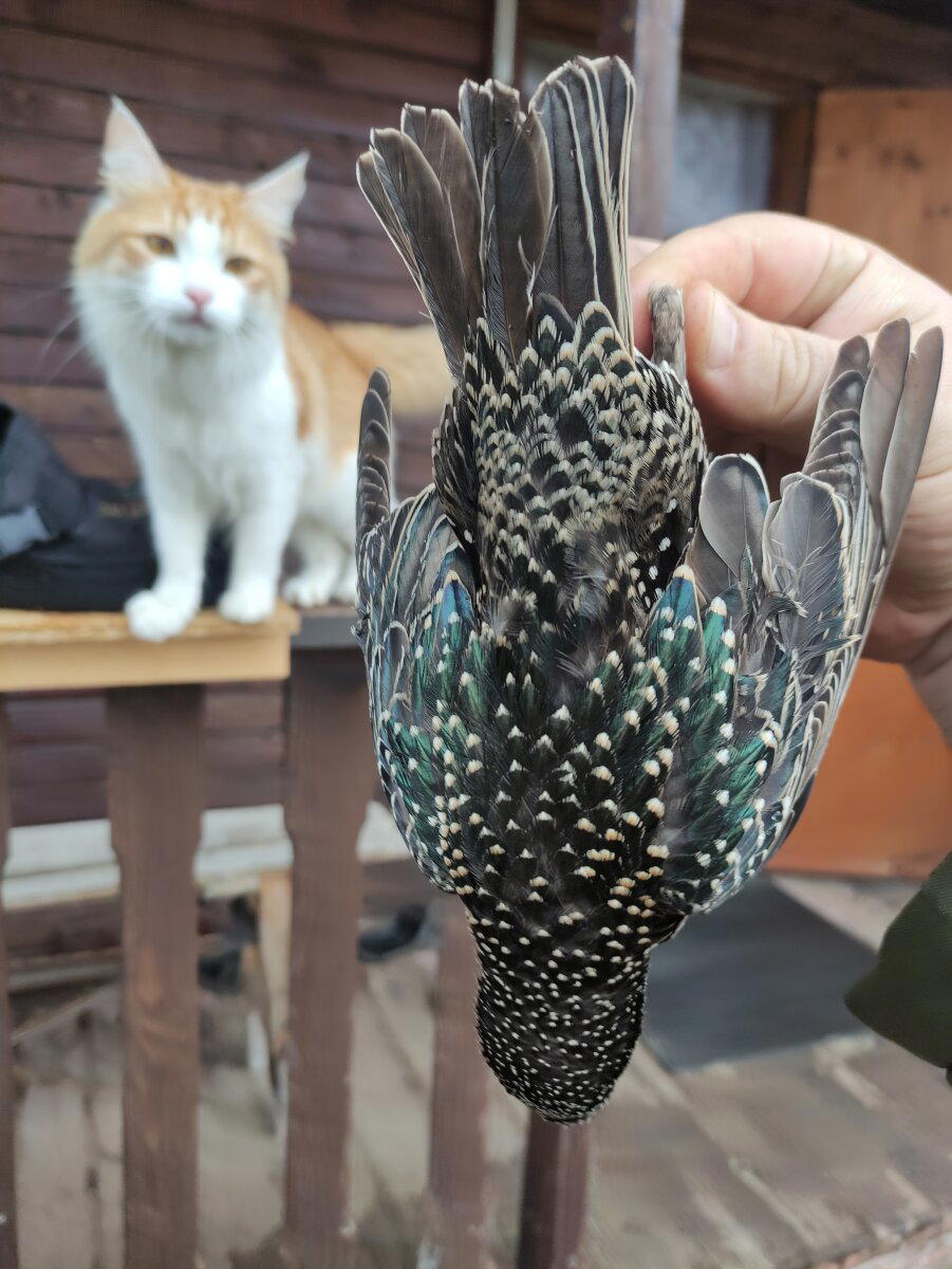 Когда отобрал у кота еду