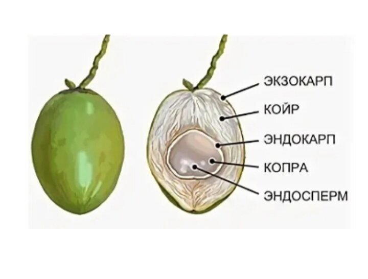 Всемирный день кокоса