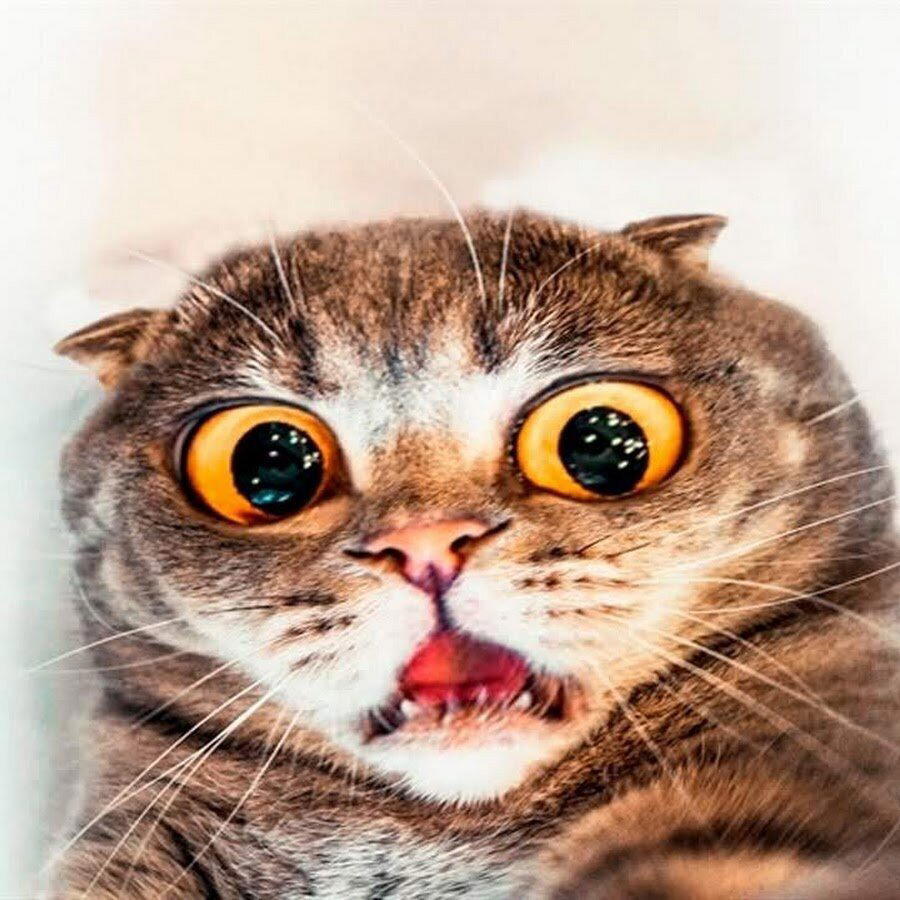 Я не буду переводить это дерьмо!