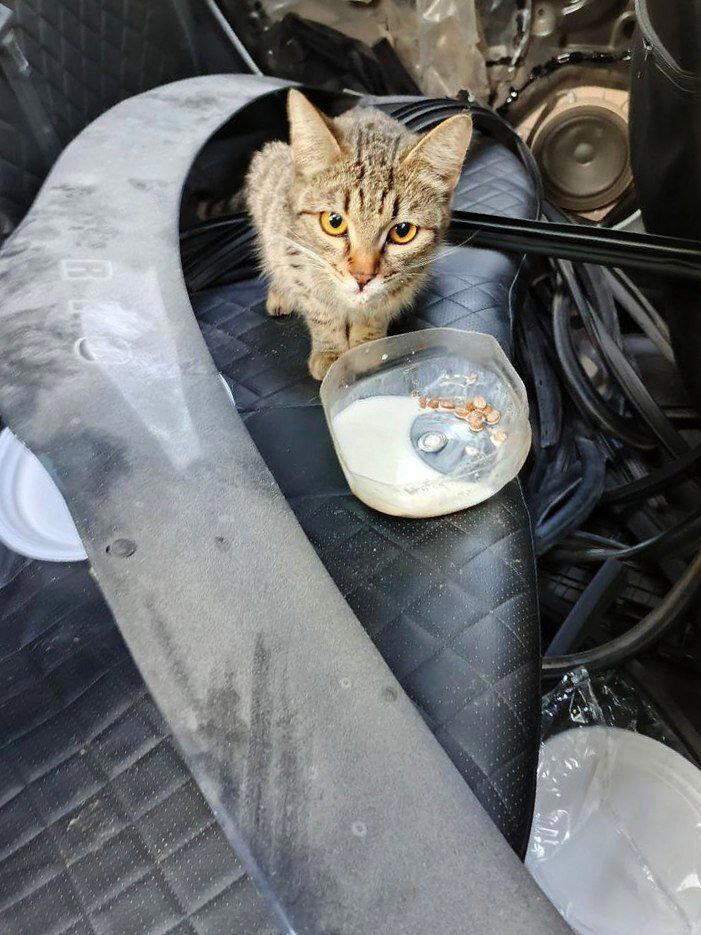 Котята