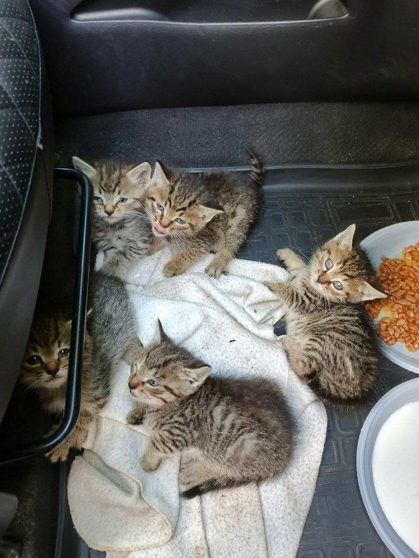 Котята