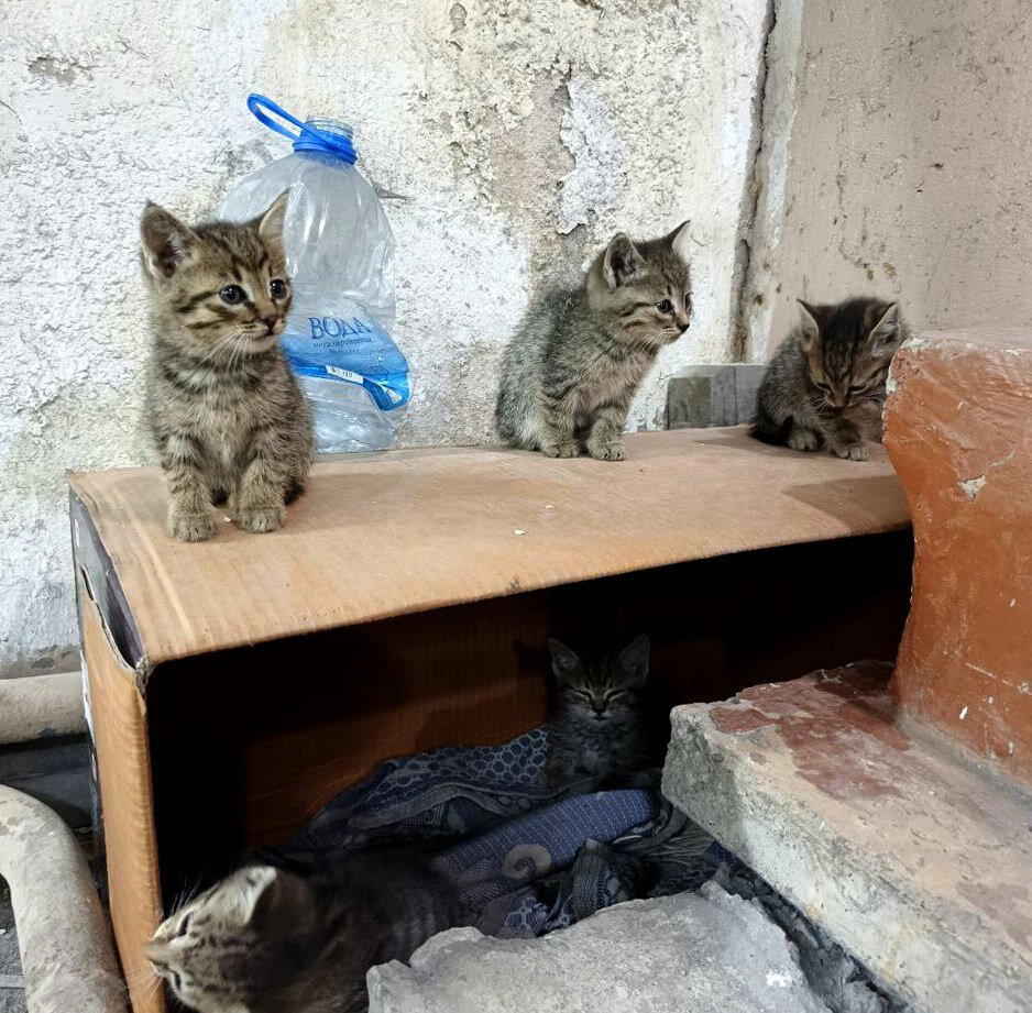 Котята