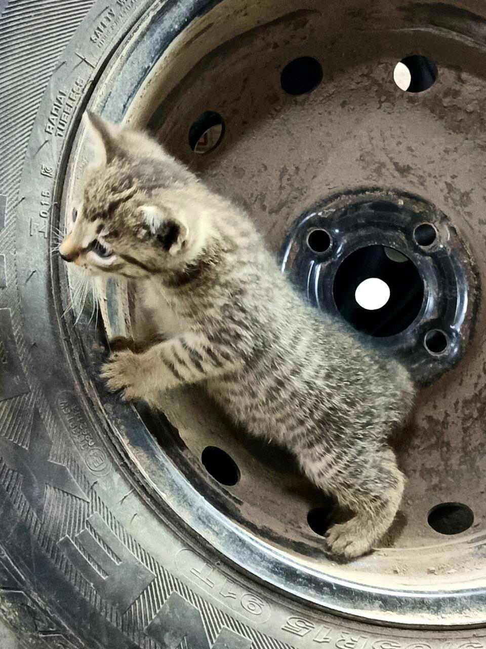 Котята