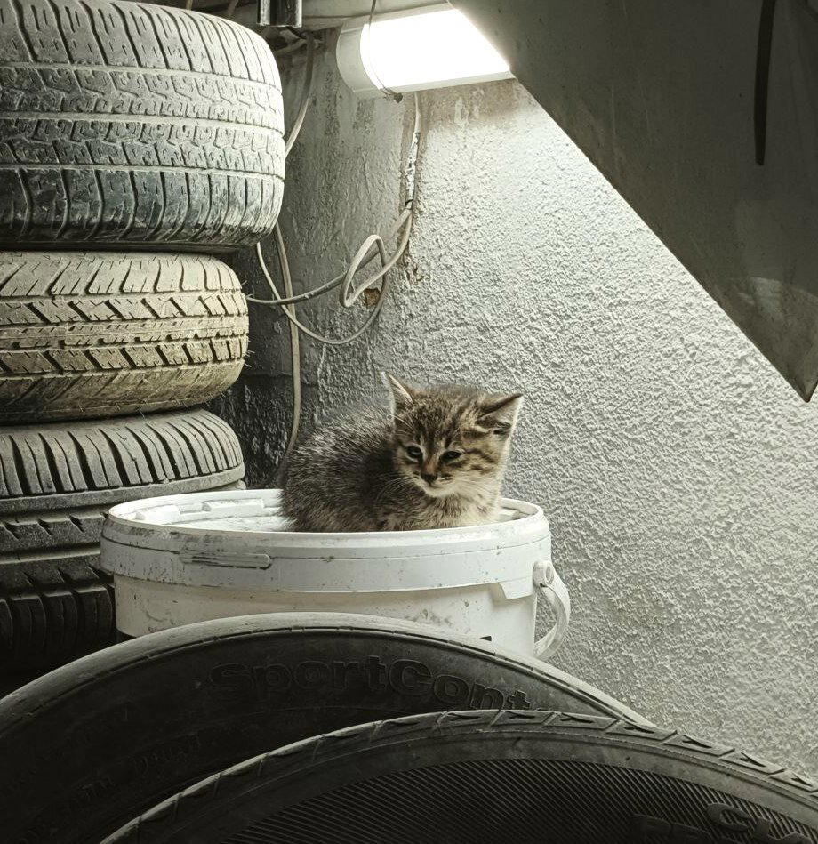 Котята