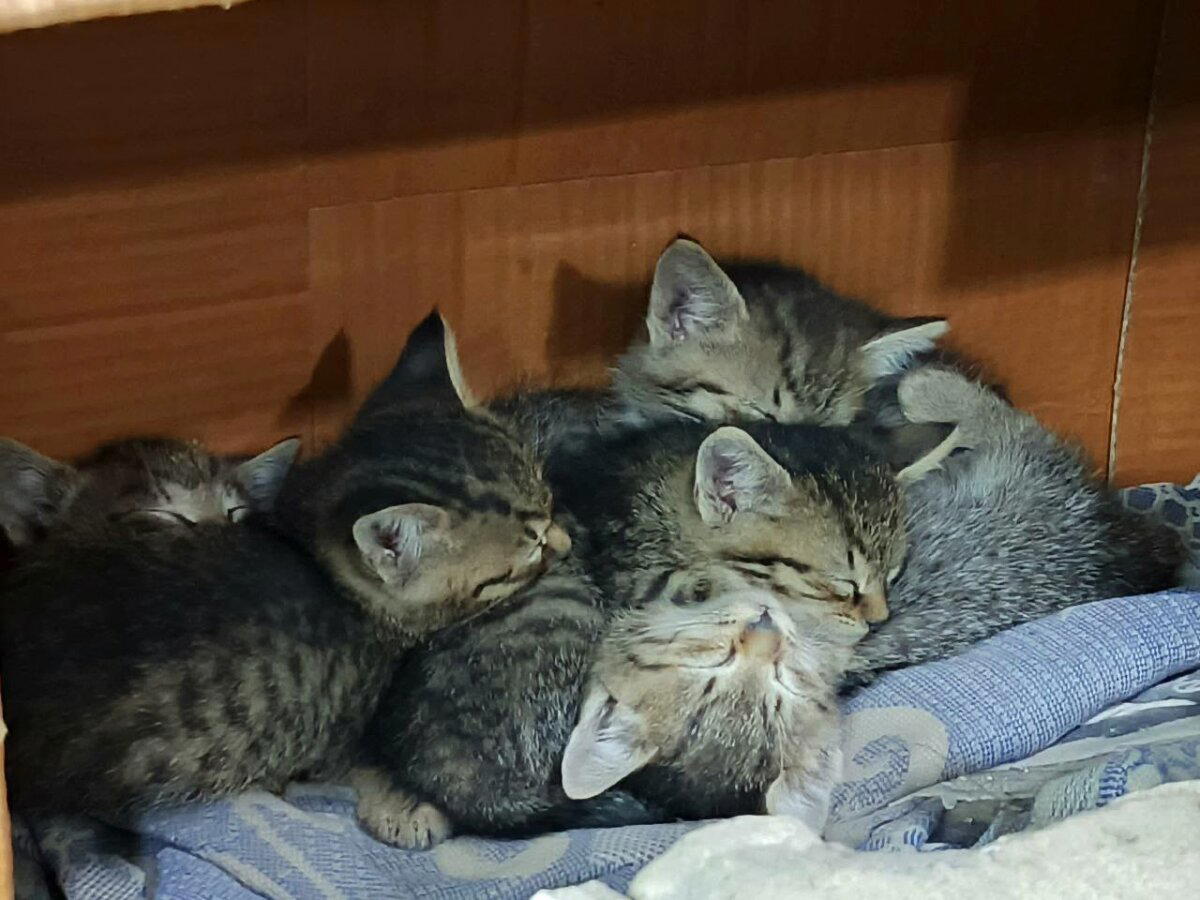 Котята