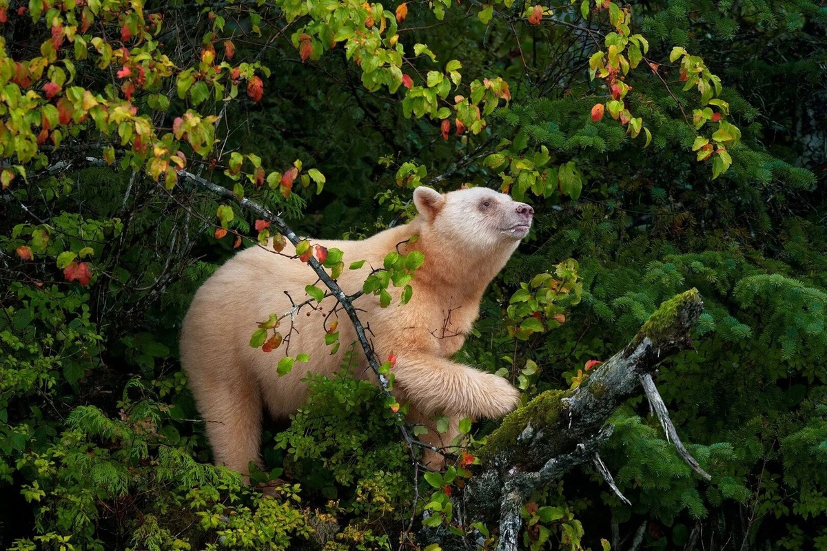 Кермодский медведь (Ursus americanus kermodei) - история «самого невезучего медведя» Джоуи