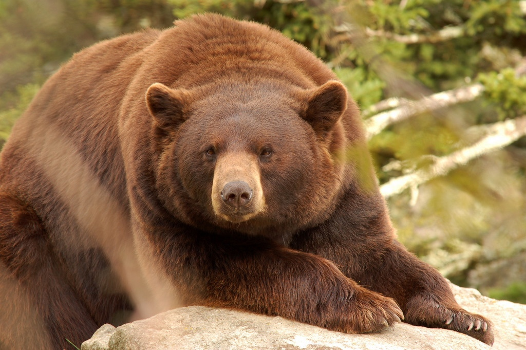 Кермодский медведь (Ursus americanus kermodei) - история «самого невезучего медведя» Джоуи