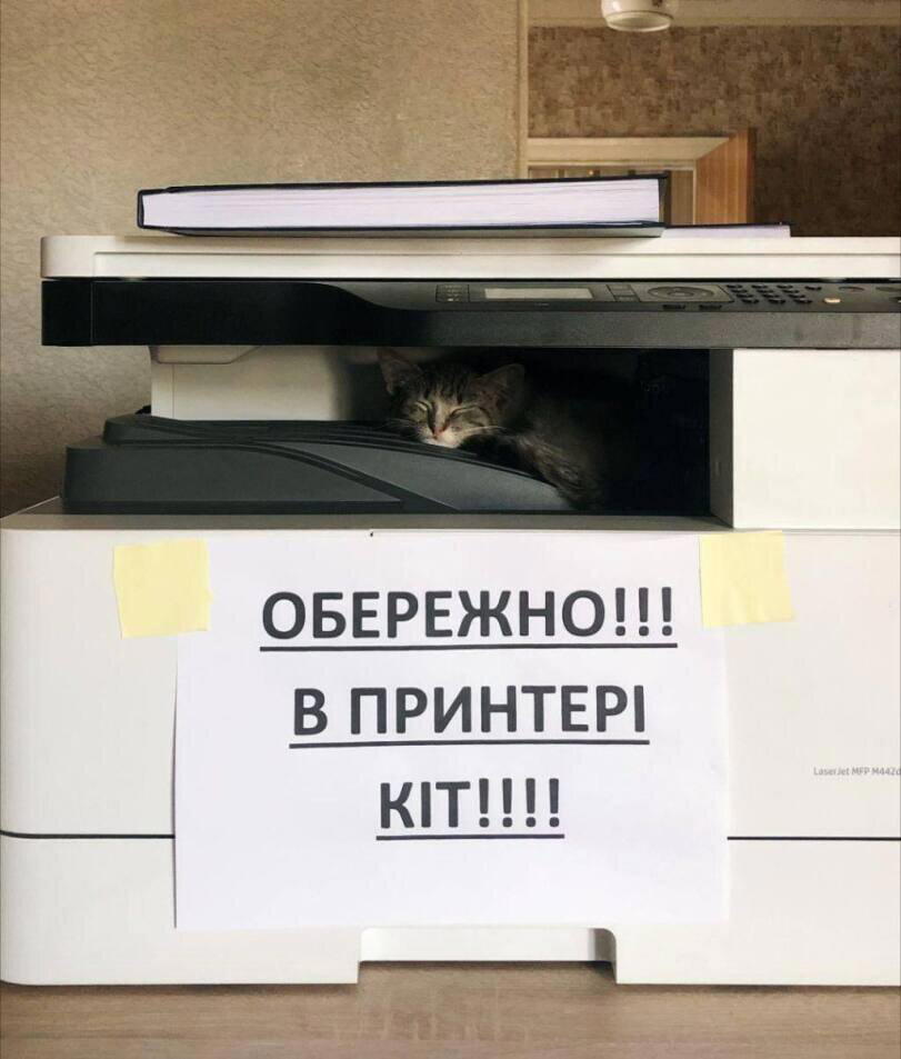 Осторожно, в принтере кот