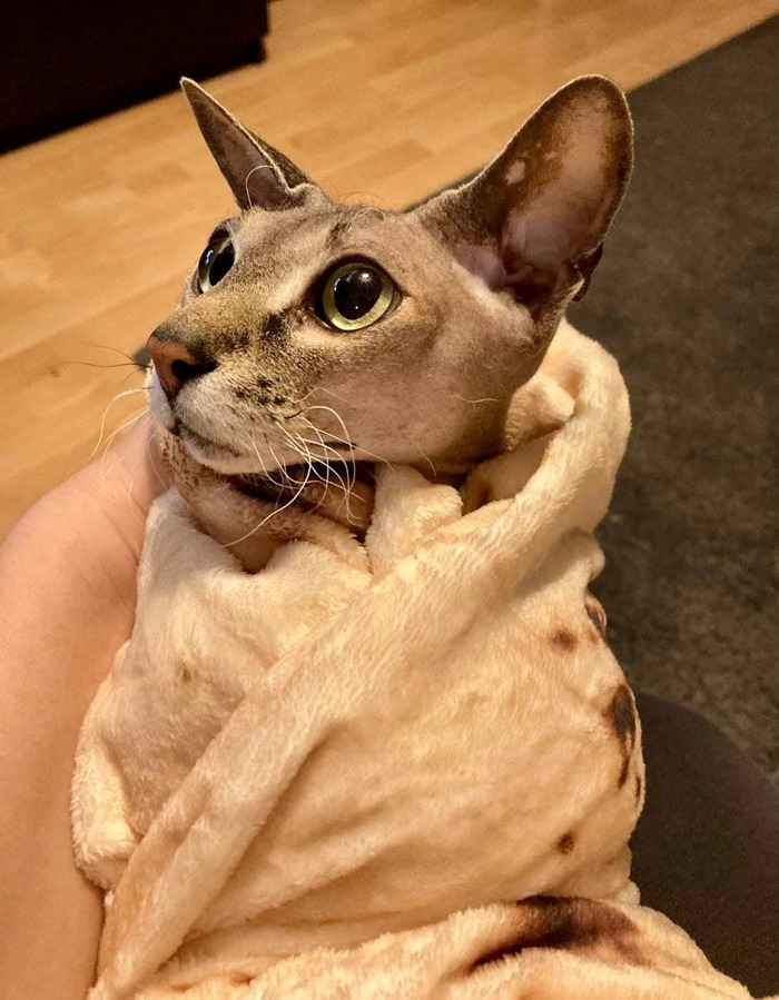 Как мы кота худели⁠⁠