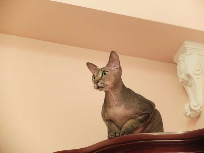Котик на илитном шкафу: