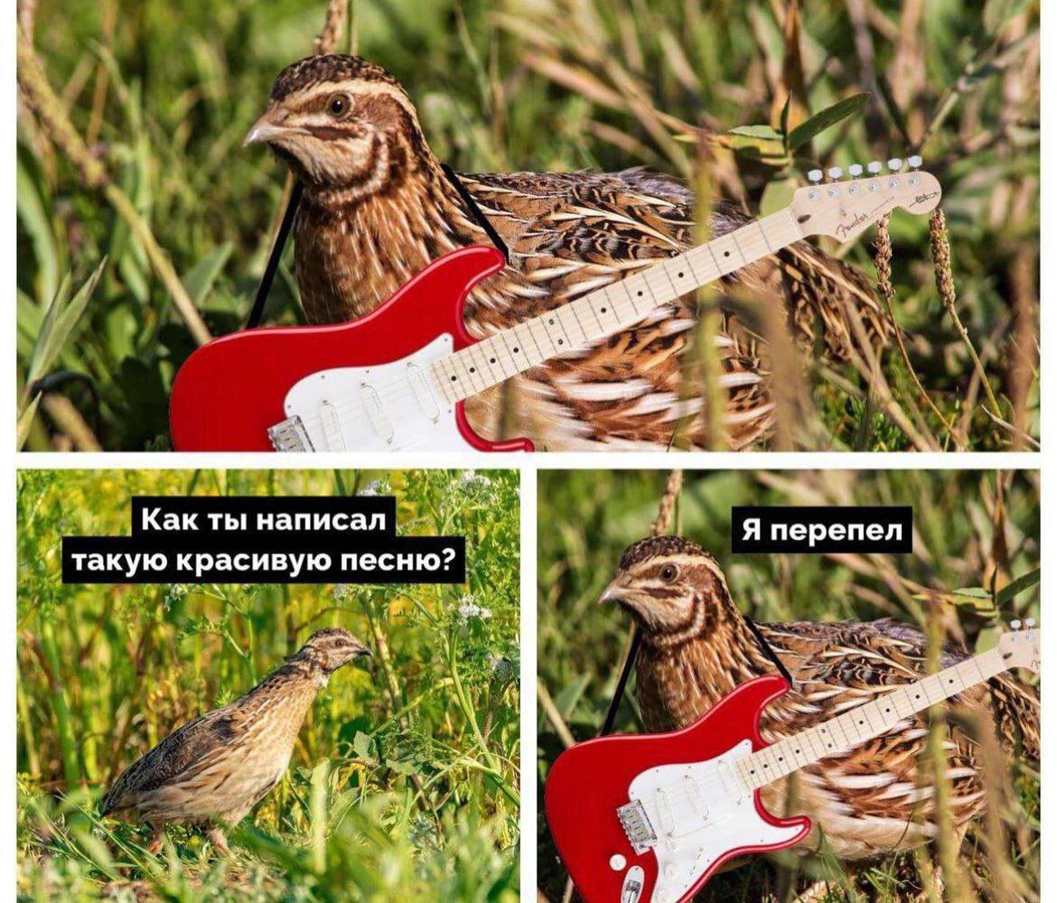 Перепел.