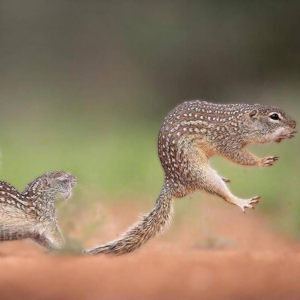 Фотограф запечатлел на камеру эпичную драку двух мексиканских сусликов (7 фото).