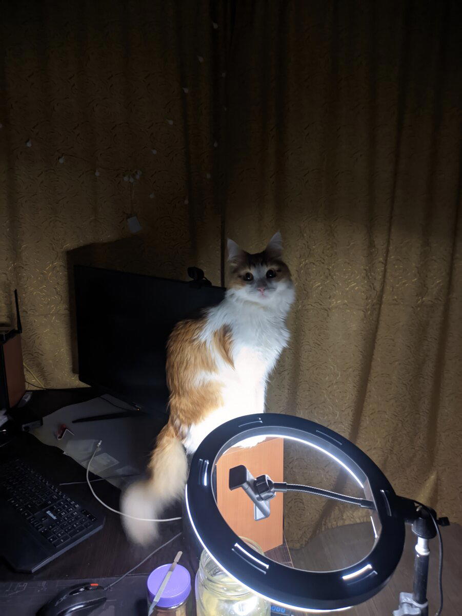 Котолампа для Вомбата