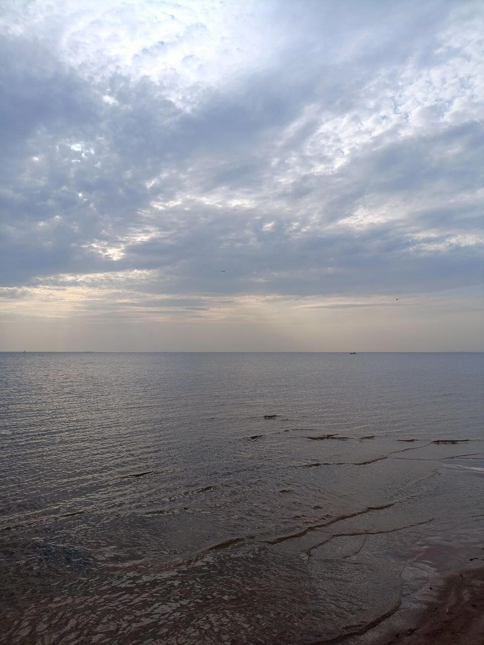 Лес на берегу. Фото.