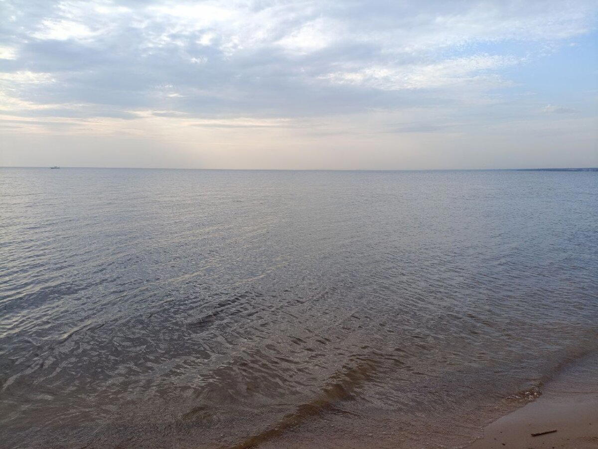 Лес на берегу. Фото.