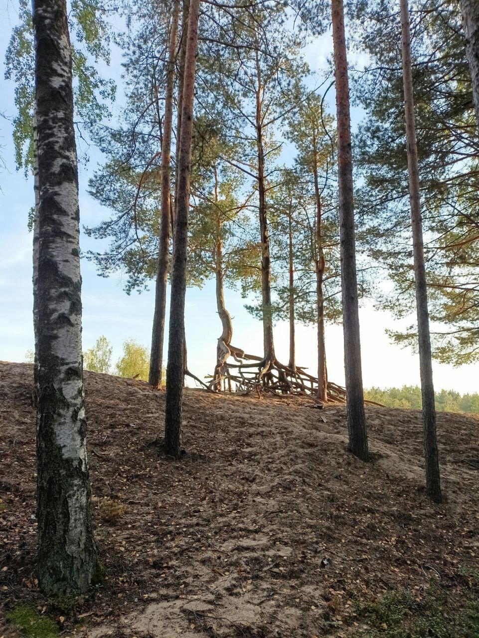 Лес на берегу. Фото.