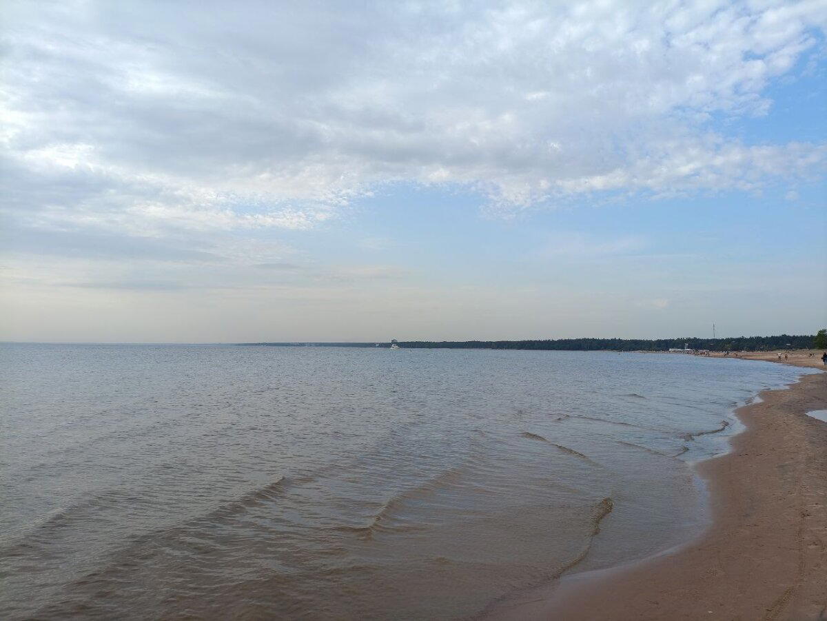 Лес на берегу. Фото.