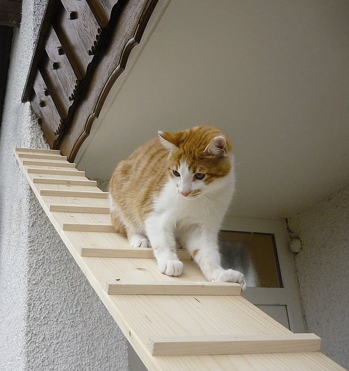 Про кота-альпиниста⁠⁠