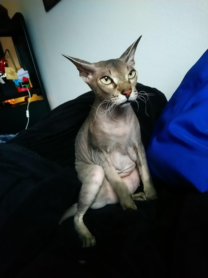 Про кота с затеями⁠⁠
