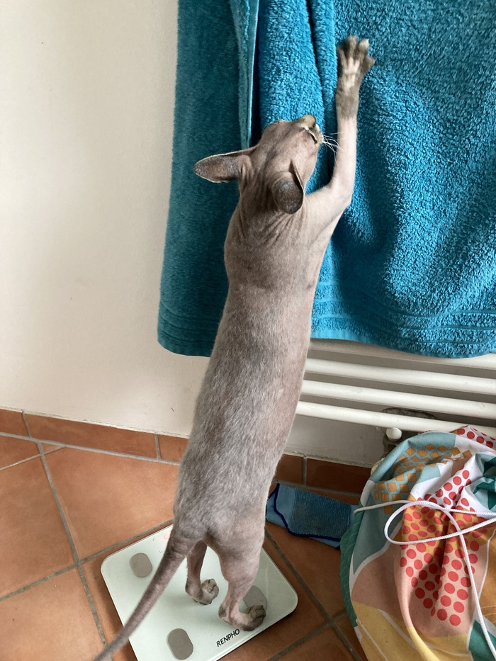 Как мы кота дрессировали⁠⁠