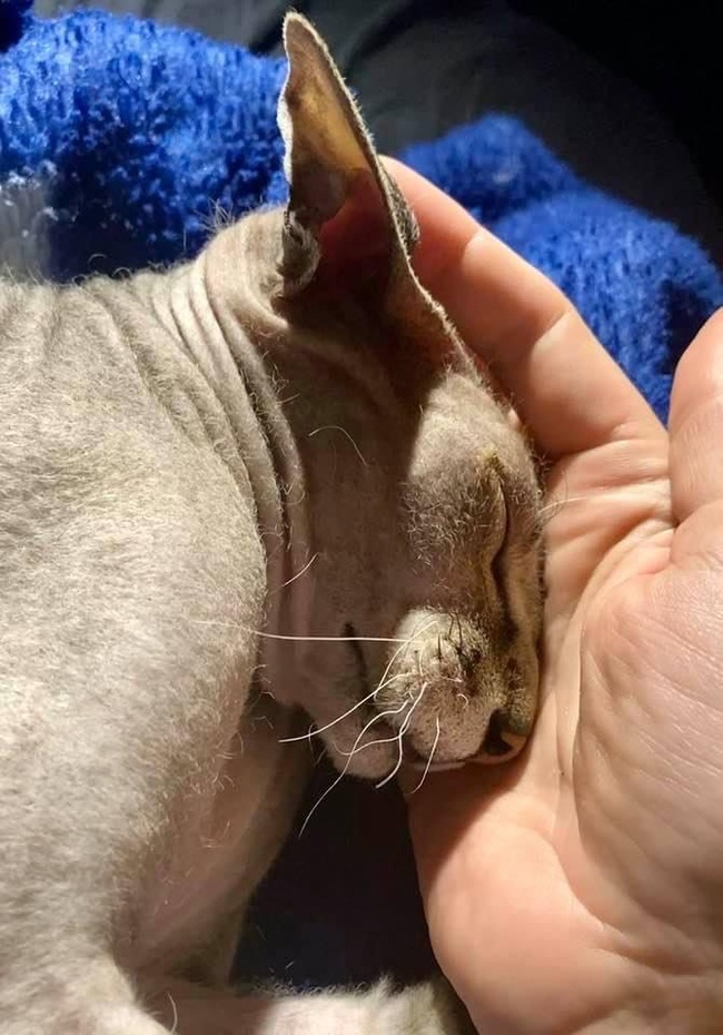 Как мы кота дрессировали⁠⁠