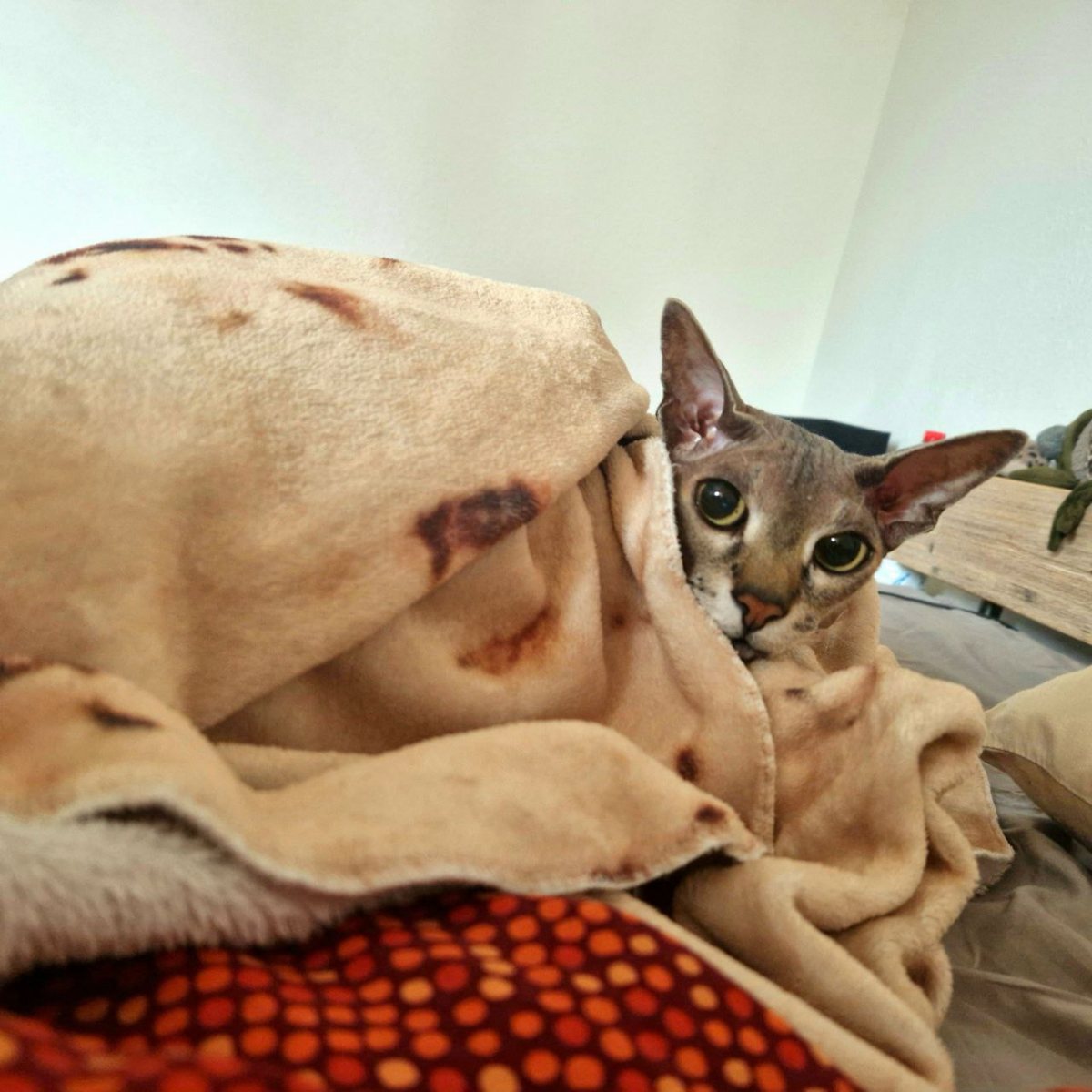 Котоистории
