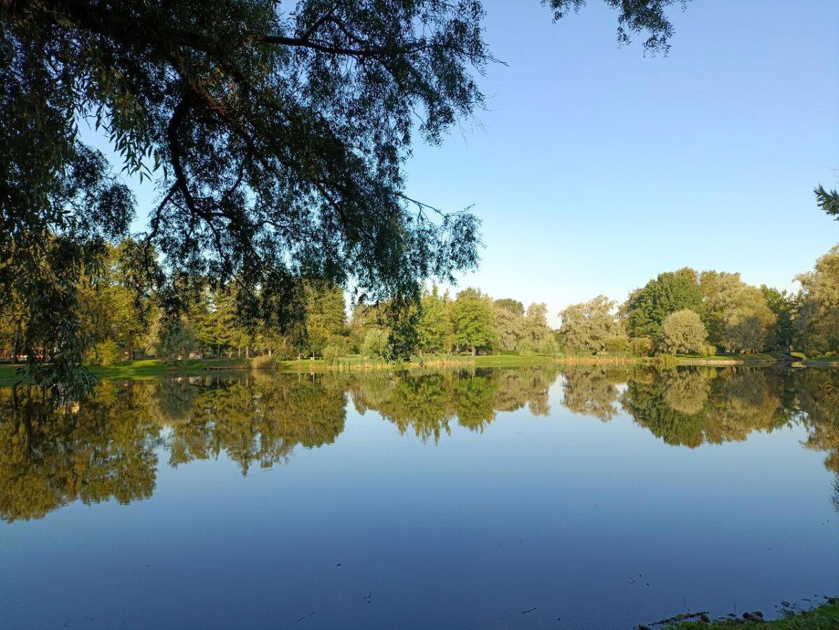 Деревья, птицы, вода и самокат. Фото.
