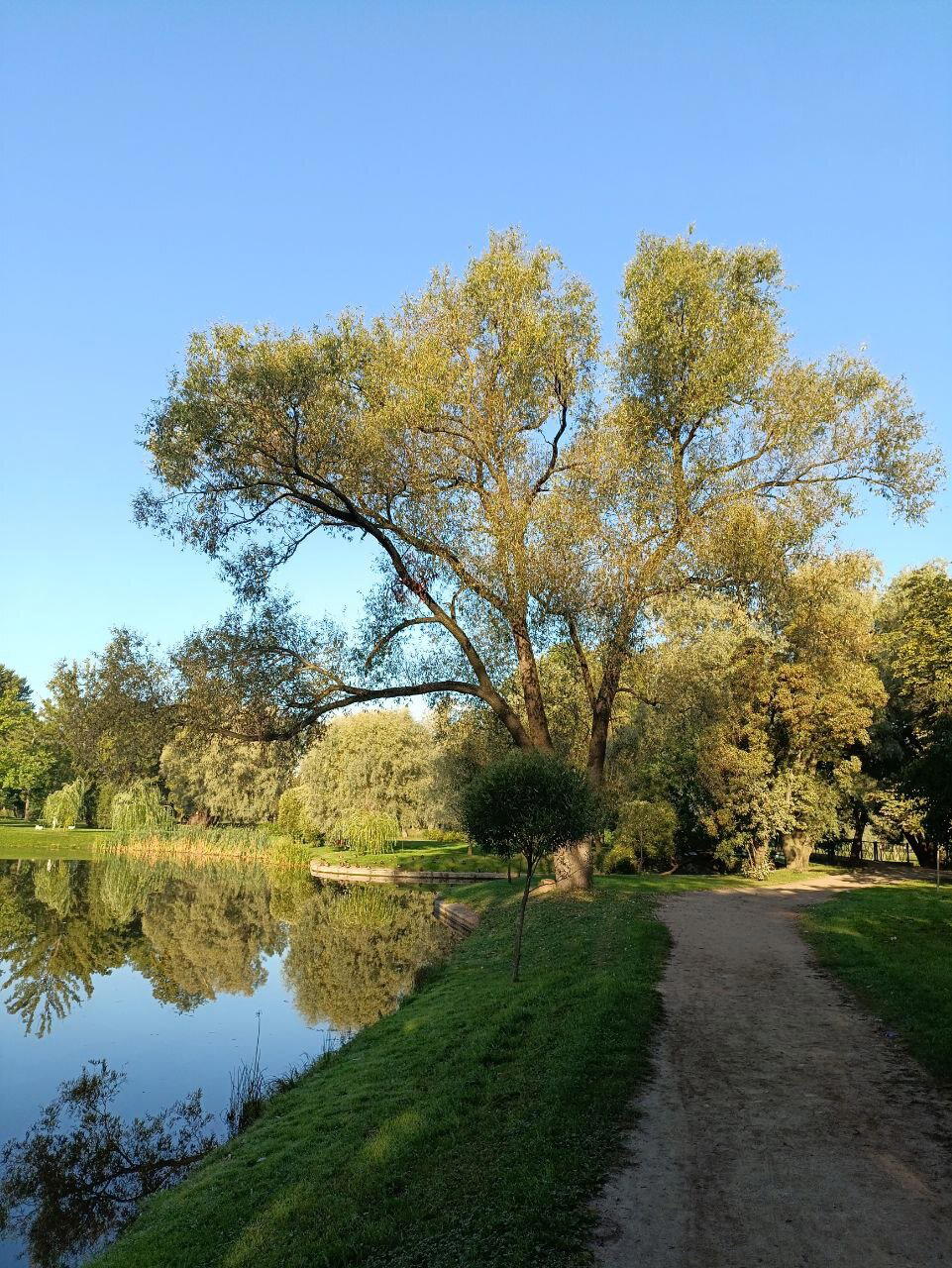Деревья, птицы, вода и самокат. Фото.