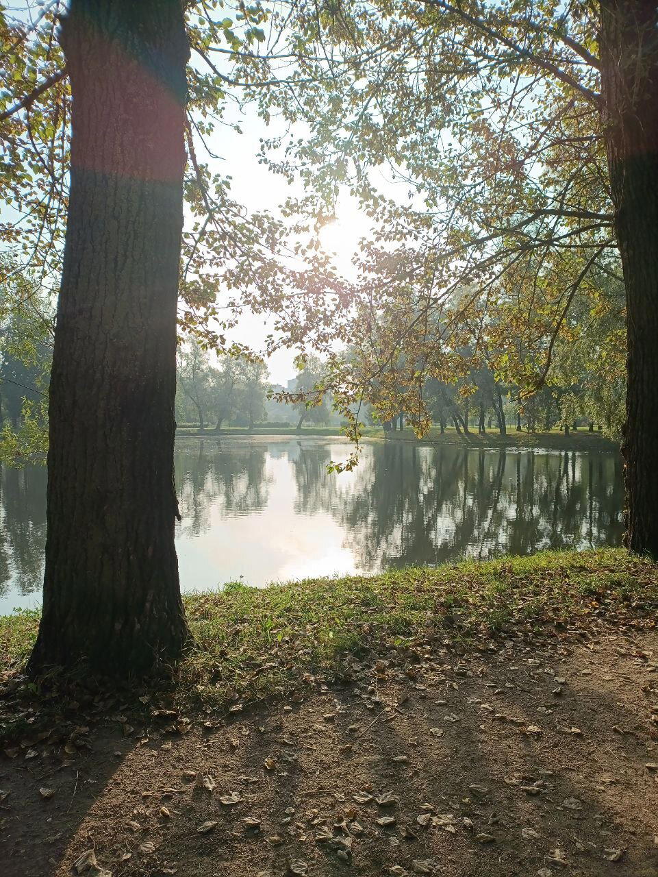 Деревья, птицы, вода и самокат. Фото.