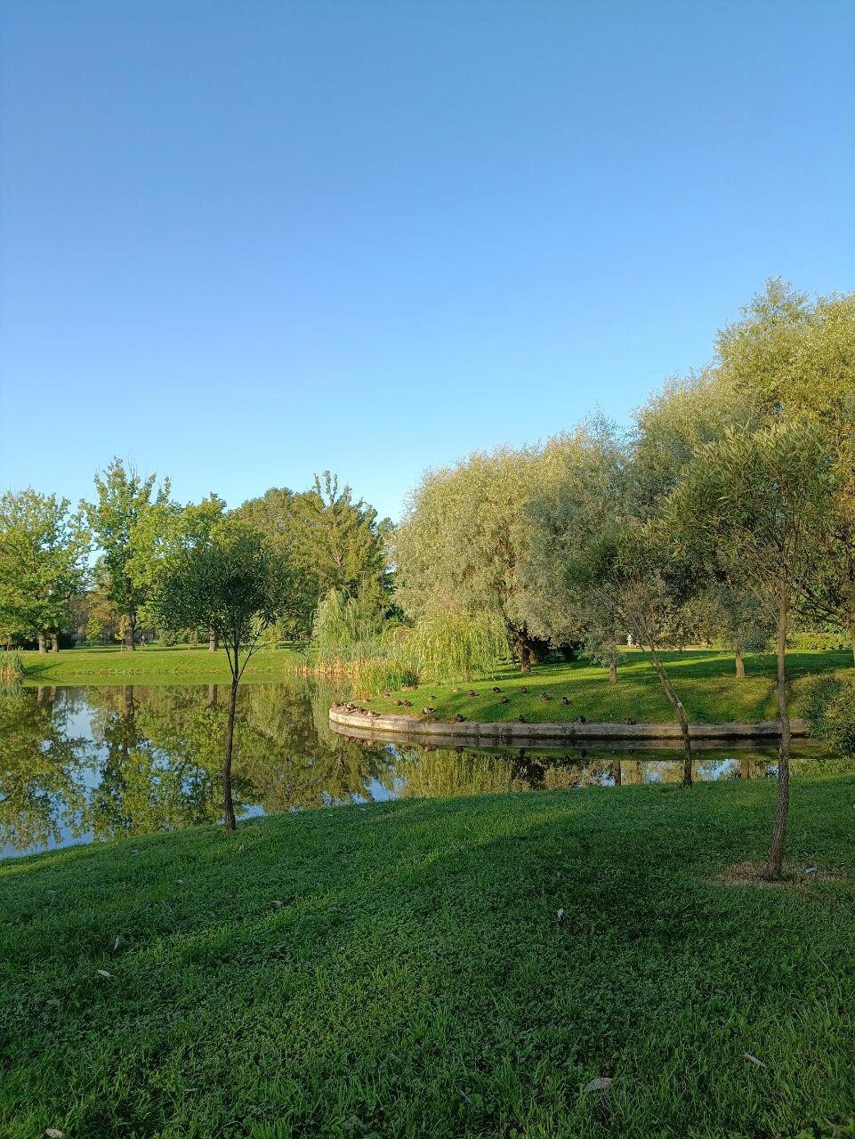 Деревья, птицы, вода и самокат. Фото.
