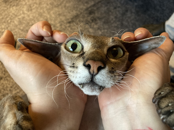 Про кота и ветеринаров⁠⁠