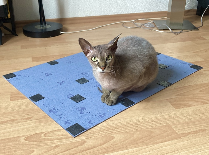 Пойду отдирать кота.