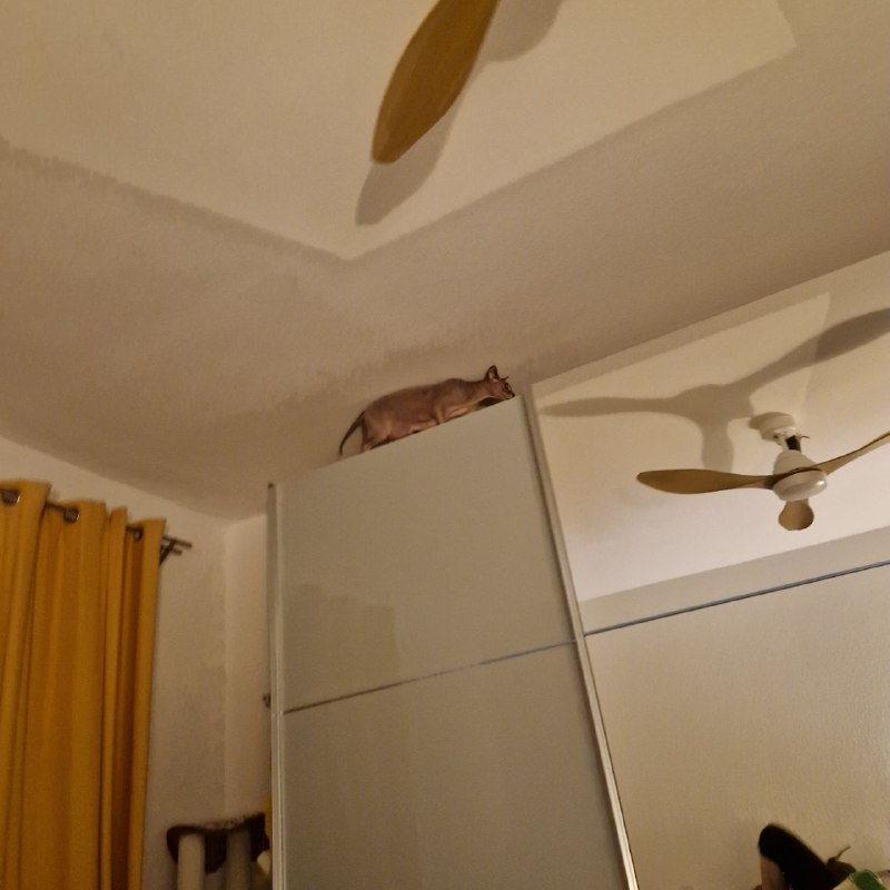 Котопросвет