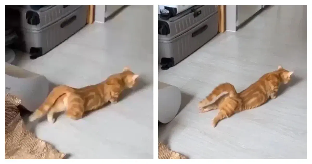 У котейки сели батарейки)
