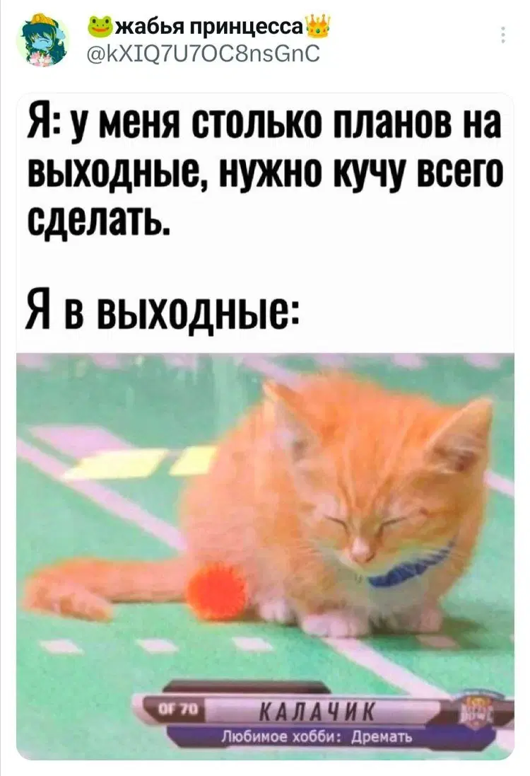 Ивент вомбата. Слово недели ГОРЧИЧНИЦА