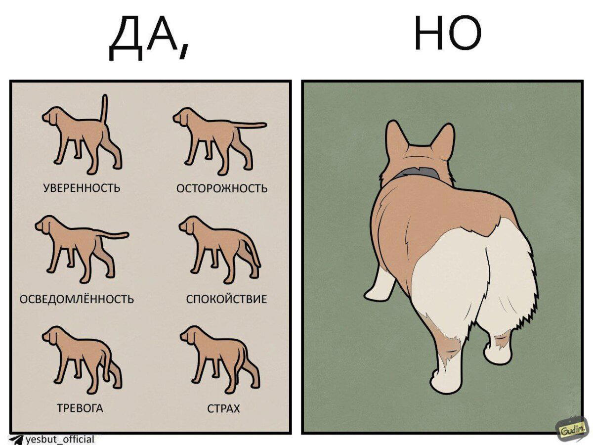 Хвосты